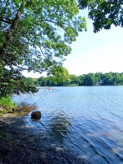 Die wunderschöne Welt mit Hund.-Beitrag-Bild