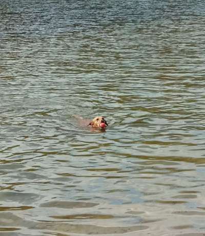 Hundeschwimmen-Beitrag-Bild