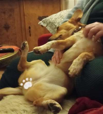 Hands,äh Pfoten up in the Air-Beitrag-Bild