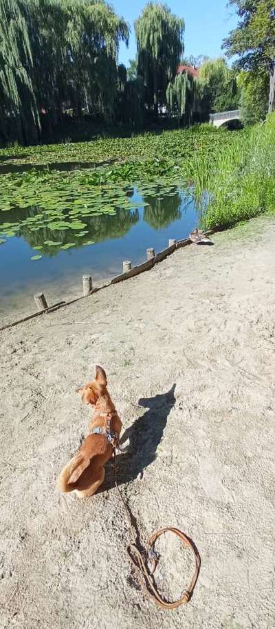 Die wunderschöne Welt mit Hund.-Beitrag-Bild