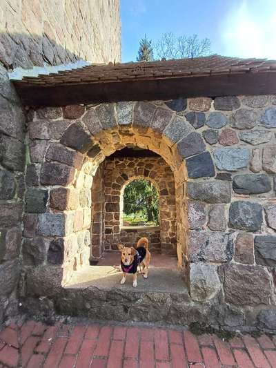 Die wunderschöne Welt mit Hund.-Beitrag-Bild