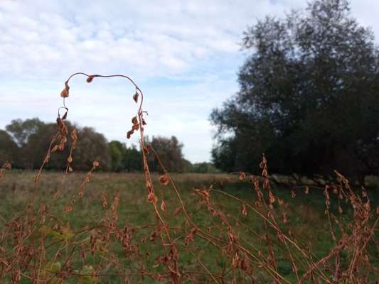 Die wunderschöne Welt mit Hund.-Beitrag-Bild