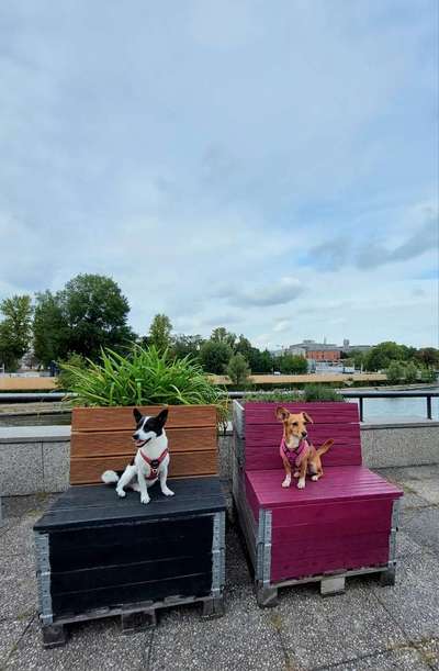 Dogorama Photo Challenge - Bänke-Beitrag-Bild