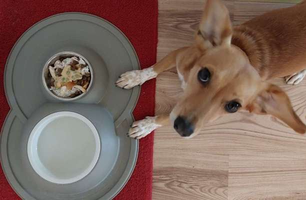 Zeigt her Eure Futternäpfe-Beitrag-Bild