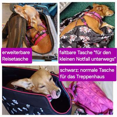 Wie findet ihr den Gedanken einer Tragetasche für Hunde?-Beitrag-Bild