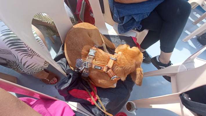 Foto Challenge 112 
ungewöhnliche Schlafplätze-Beitrag-Bild