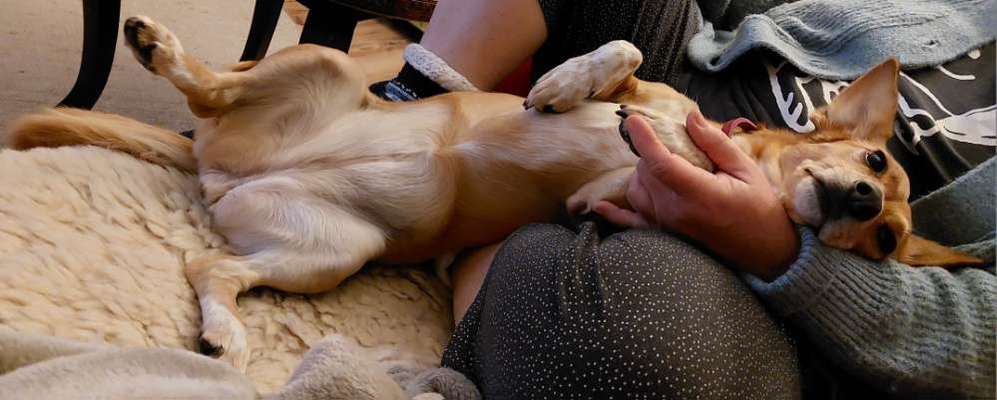 85. Foto Challenge : Schosshund-Beitrag-Bild