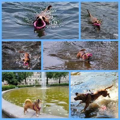 51.Collagen Challenge: Wasserhunde-Beitrag-Bild