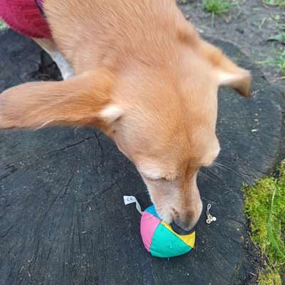 Die besten Gassifunde-Beitrag-Bild