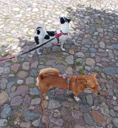 Wie sitzt mein Geschirr?-Beitrag-Bild