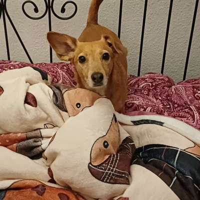 Welche besondere Angewohnheiten haben eure Hunde?-Beitrag-Bild