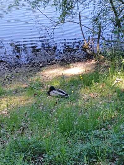 Die wunderschöne Welt mit Hund.-Beitrag-Bild