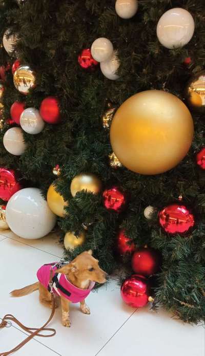 Dogorama Photo Challenge - Weihnachtsbaum-Beitrag-Bild