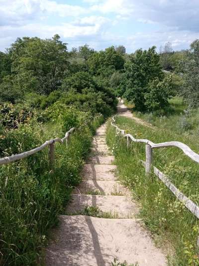 Die wunderschöne Welt mit Hund.-Beitrag-Bild