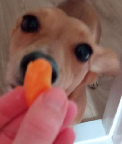 Zeigt her Eure Futternäpfe-Beitrag-Bild