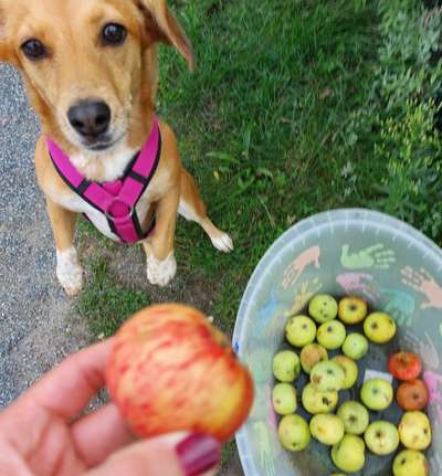 66. Handy Foto Challenge: Erntezeit-Beitrag-Bild