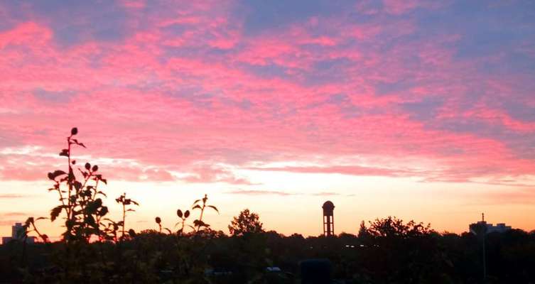 Die wunderschöne Welt mit Hund.-Beitrag-Bild