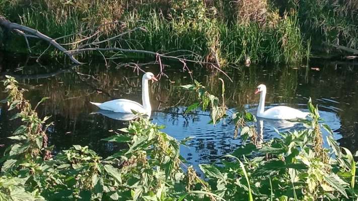 Die wunderschöne Welt mit Hund.-Beitrag-Bild