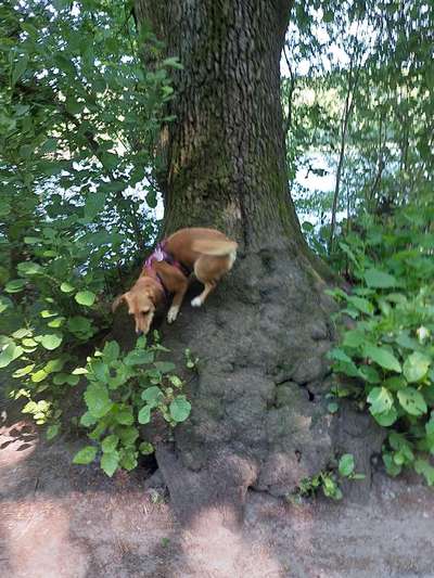 Foto -Challenge  Thema : Dein Hund Im Wald-Beitrag-Bild