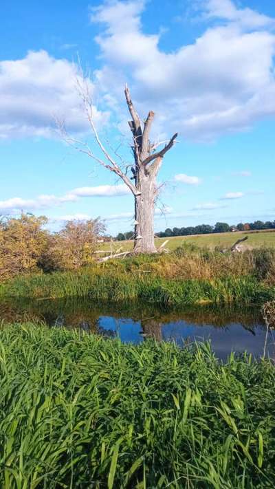 Die wunderschöne Welt mit Hund.-Beitrag-Bild