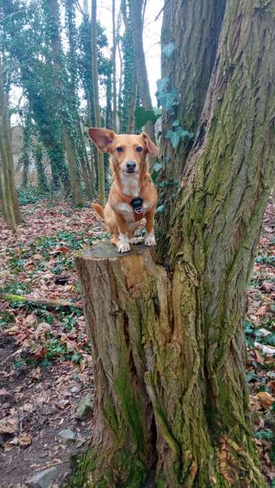 Wie sitzt mein Geschirr?-Beitrag-Bild