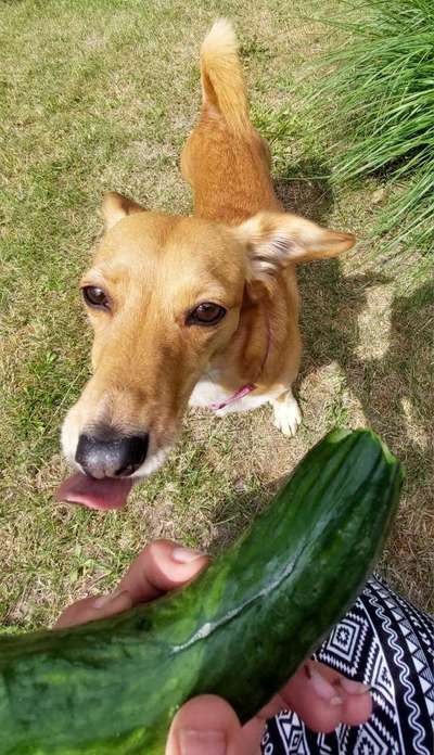 Zeigt her Eure Futternäpfe-Beitrag-Bild
