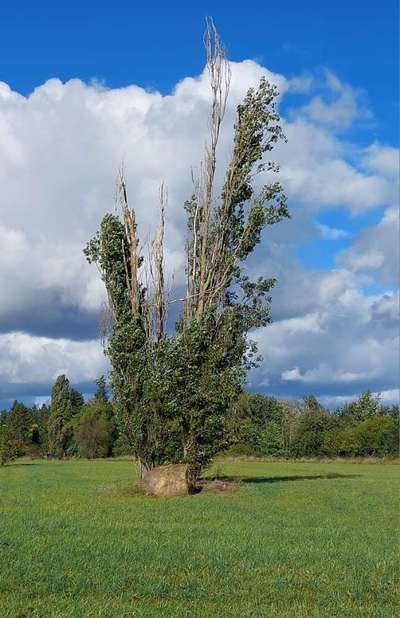 Die wunderschöne Welt mit Hund.-Beitrag-Bild
