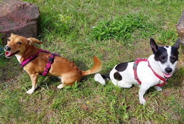 Geschirr Empfehlungen, Parson Russel-Beitrag-Bild