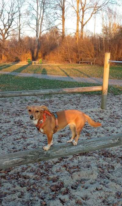 Wie sitzt mein Geschirr?-Beitrag-Bild