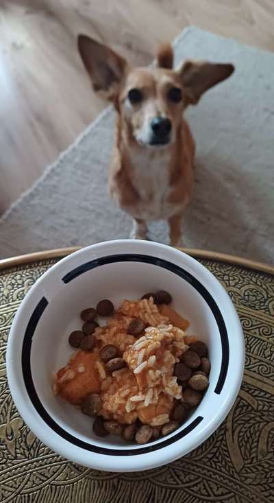 Zeigt her Eure Futternäpfe-Beitrag-Bild