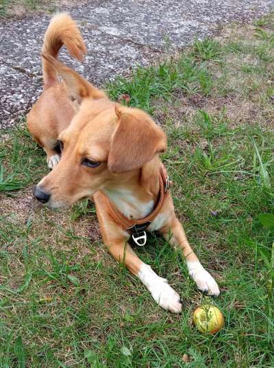 Zeigt her Eure Futternäpfe-Beitrag-Bild