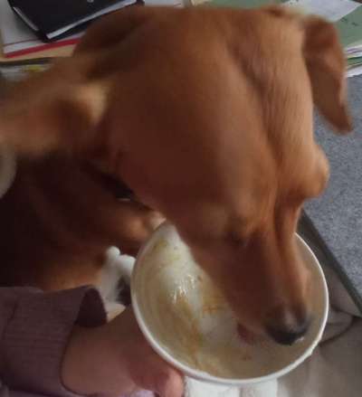 Zeigt her Eure Futternäpfe-Beitrag-Bild