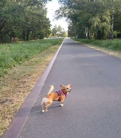 Jack Russel Dackel Mischlinge-Beitrag-Bild