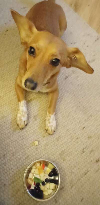 Zeigt her Eure Futternäpfe-Beitrag-Bild