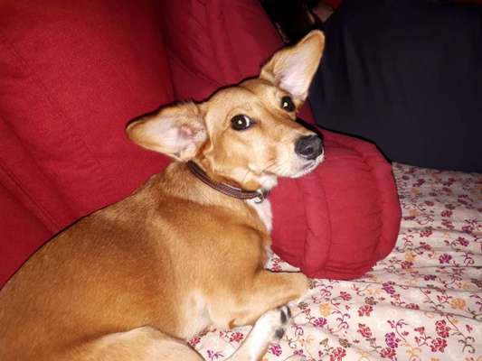 Mischlingshunde Foto Aufruf-Beitrag-Bild