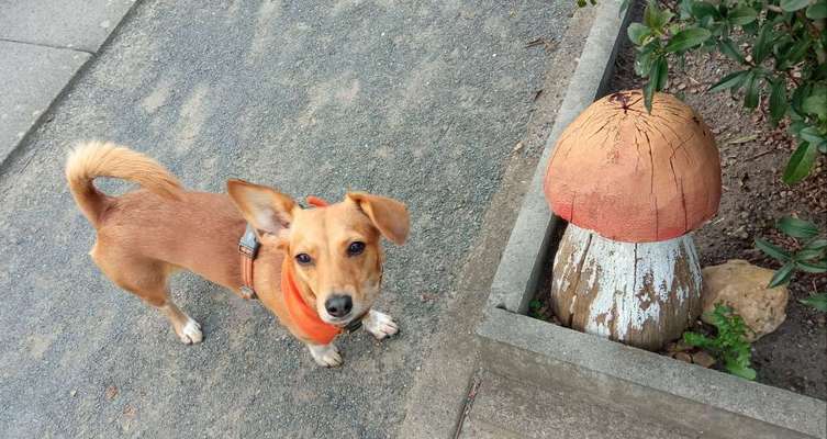 Dogorama Photo Challenge - Pilze-Beitrag-Bild