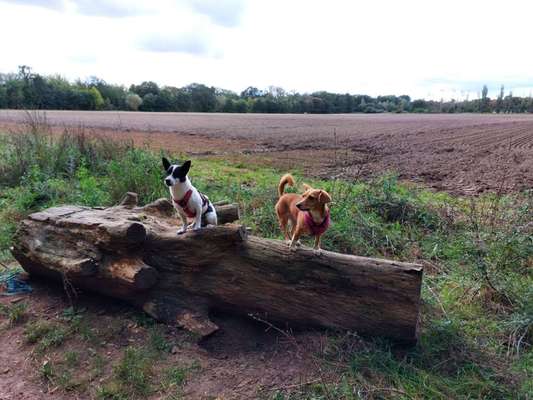 Die wunderschöne Welt mit Hund.-Beitrag-Bild