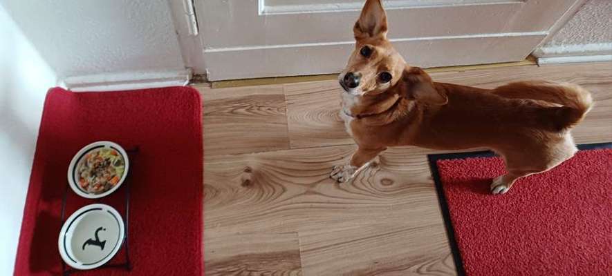 Zeigt her Eure Futternäpfe-Beitrag-Bild