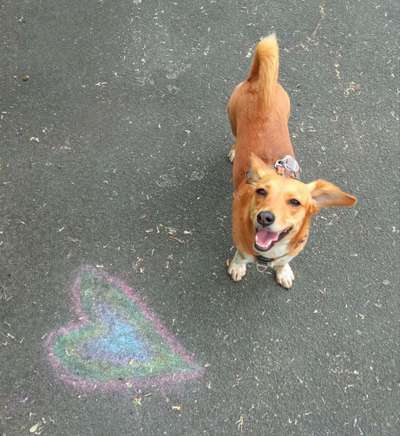 Fotochallenge Nr 96.: Bunt, Bunter, Hund 💐🌹🍁-Beitrag-Bild