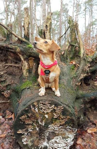 Dogorama Photo Challenge- Wurzeln-Beitrag-Bild