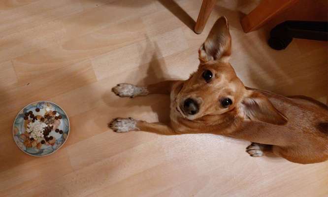 Zeigt her Eure Futternäpfe-Beitrag-Bild