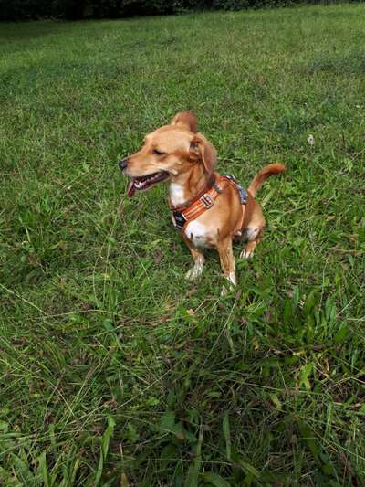 Wo sind die Jack und Parson Russell Terrier?-Beitrag-Bild