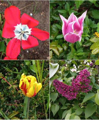 Die wunderschöne Welt mit Hund.-Beitrag-Bild