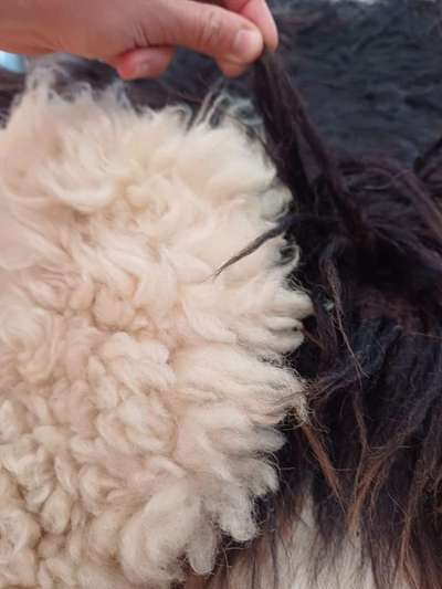 Lammfell für Welpe-Beitrag-Bild