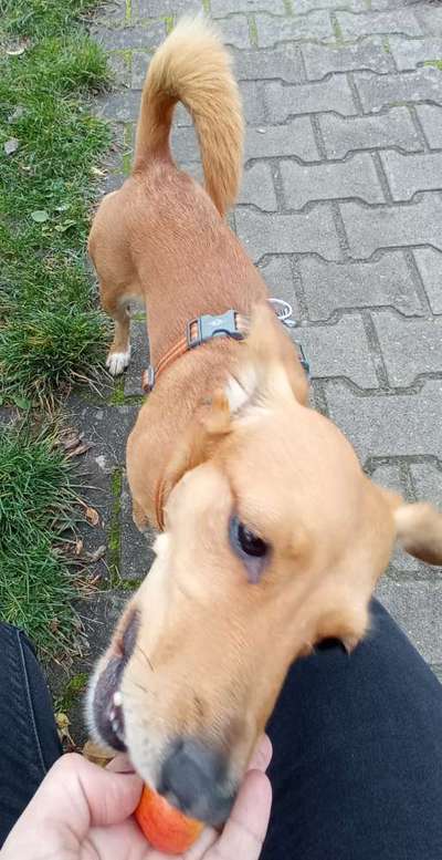 Zeigt her Eure Futternäpfe-Beitrag-Bild