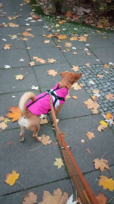 Hundekleidung - Top oder Flop-Beitrag-Bild