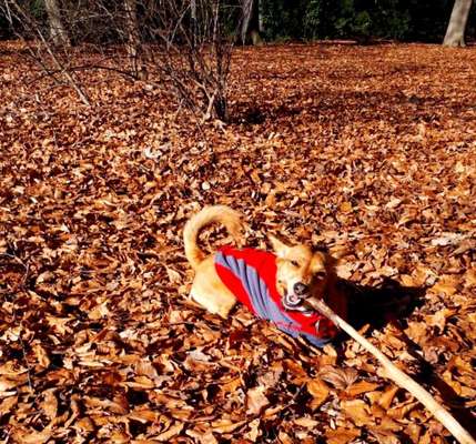 Knüppel aus dem Wald Foto Wettbewerb-Beitrag-Bild