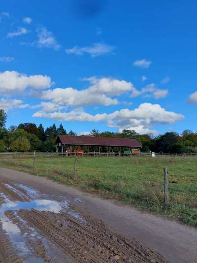 Die wunderschöne Welt mit Hund.-Beitrag-Bild