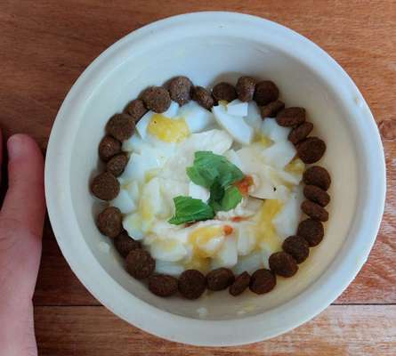 Zeigt her Eure Futternäpfe-Beitrag-Bild