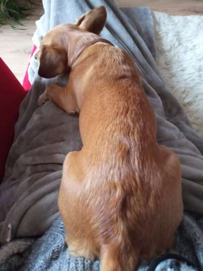 Mischlingshunde Foto Aufruf-Beitrag-Bild